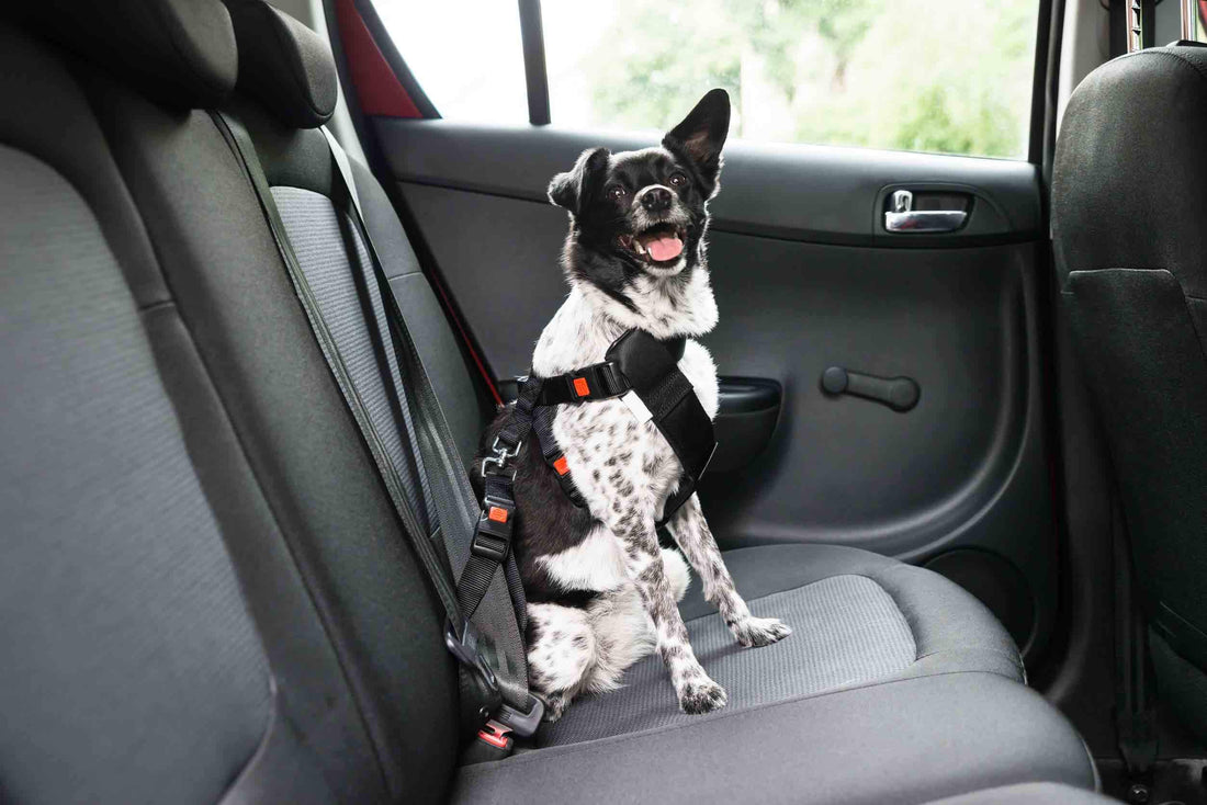 VIAGGIARE IN AUTO CON IL CANE: IN VACANZA E TUTTO L’ANNO