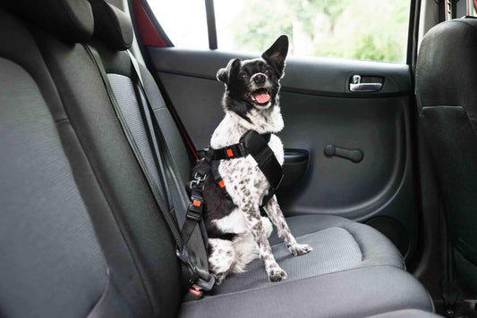 VIAGGIARE IN AUTO CON IL CANE: IN VACANZA E TUTTO L’ANNO