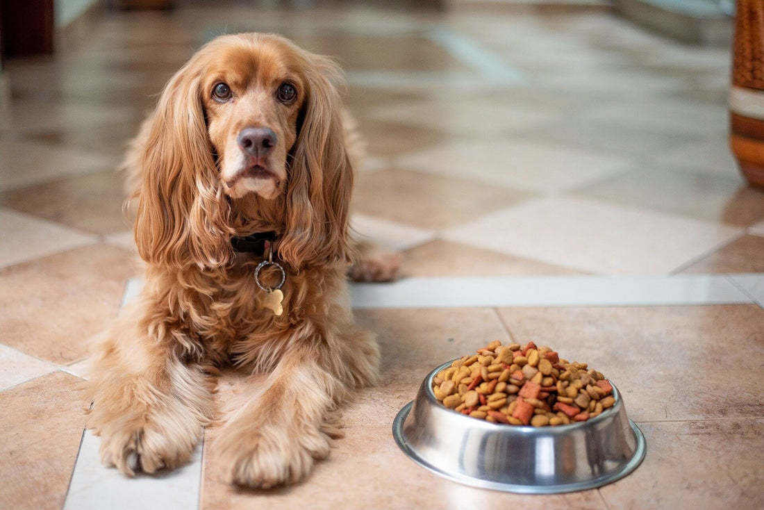 Quanto deve mangiare un cane al giorno?