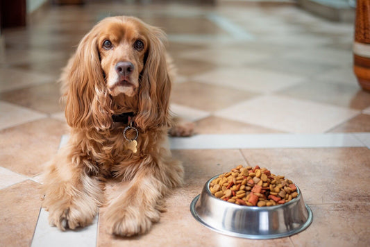 Quanto deve mangiare un cane al giorno?