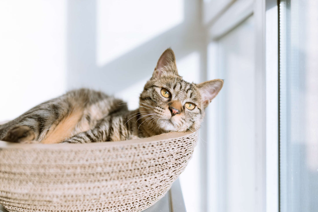 Come difendere gli animali dal caldo