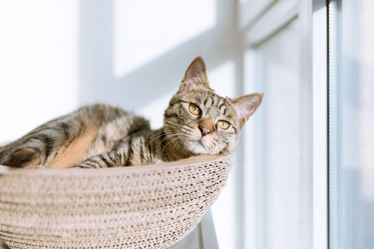 Come difendere gli animali dal caldo