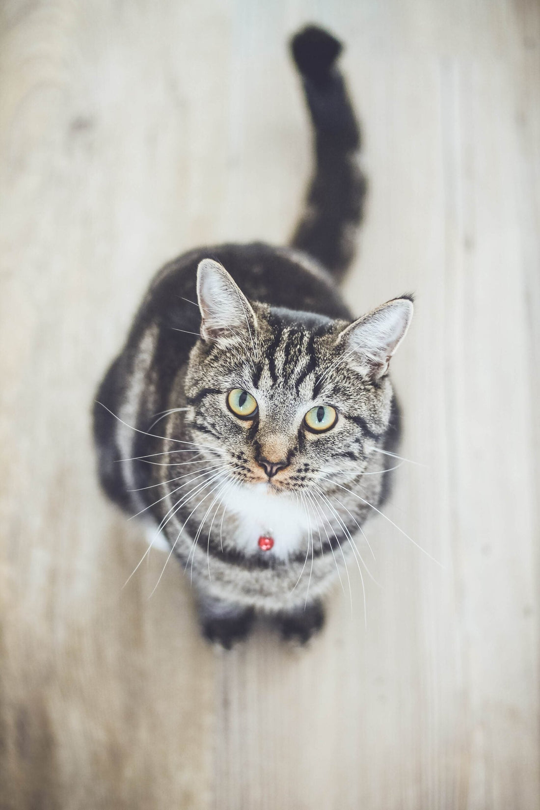 Come capire se il gatto è in sovrappeso