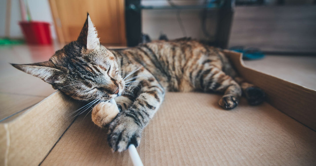 Come educare il gatto a stare in casa