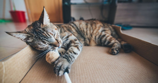 Come educare il gatto a stare in casa