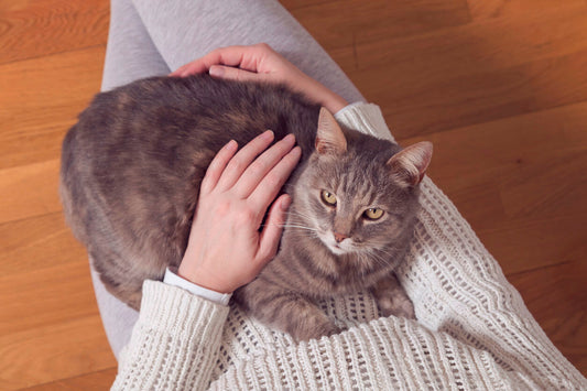 Come ci vede e ci percepisce il nostro gatto?
