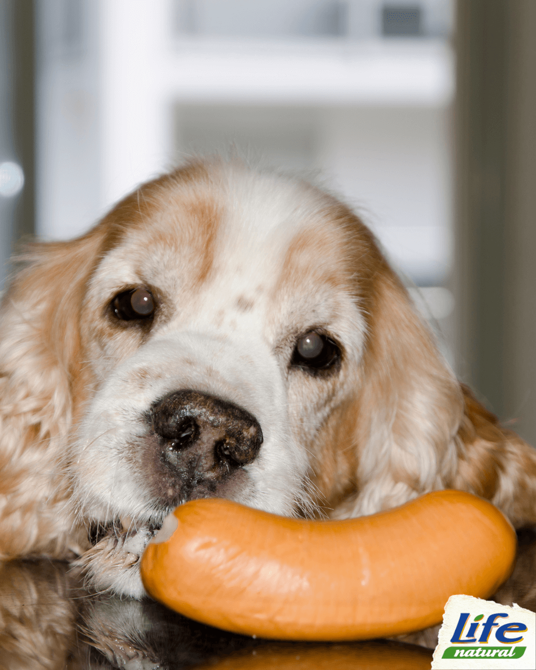 I sensi “alimentari” del cane
