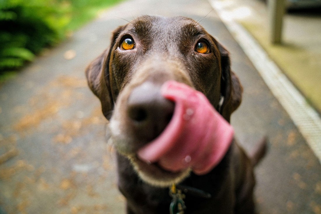 Come far dimagrire il cane