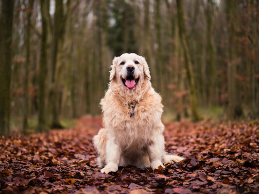 Il cambio di stagione per gli animali: come gestirlo?