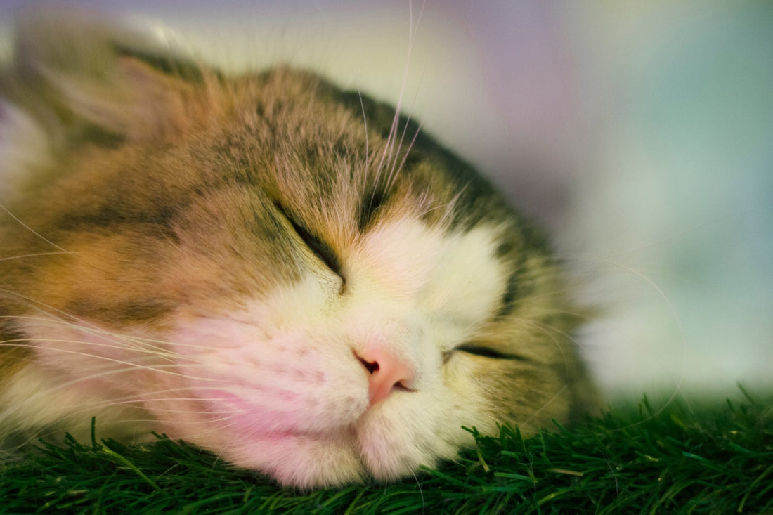 Problemi di salute nel Gatto: 5 segnali da non sottovalutare