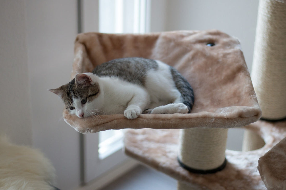 Come creare in casa una zona a misura di gatto