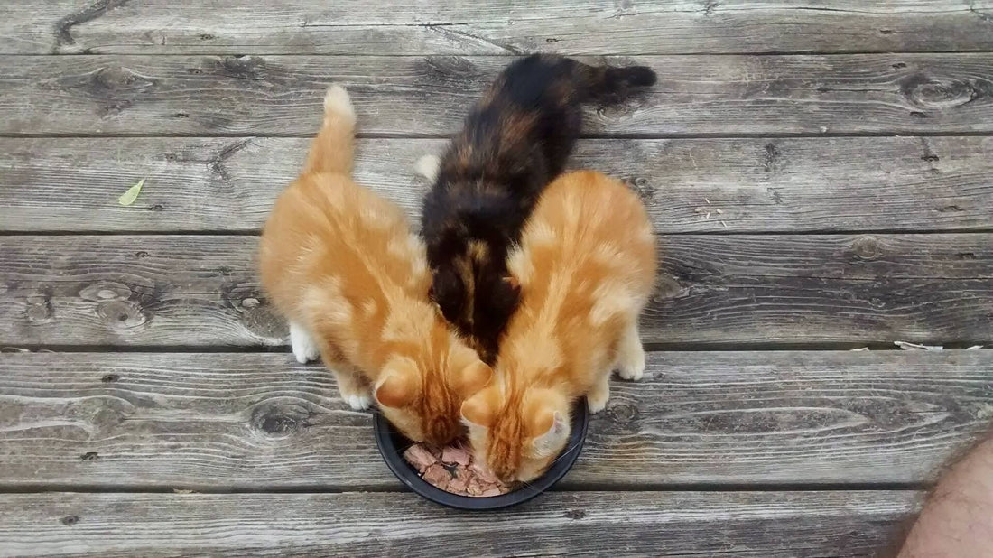 Il Pet Food aumenta l’aspettativa di vita di cani e gatti