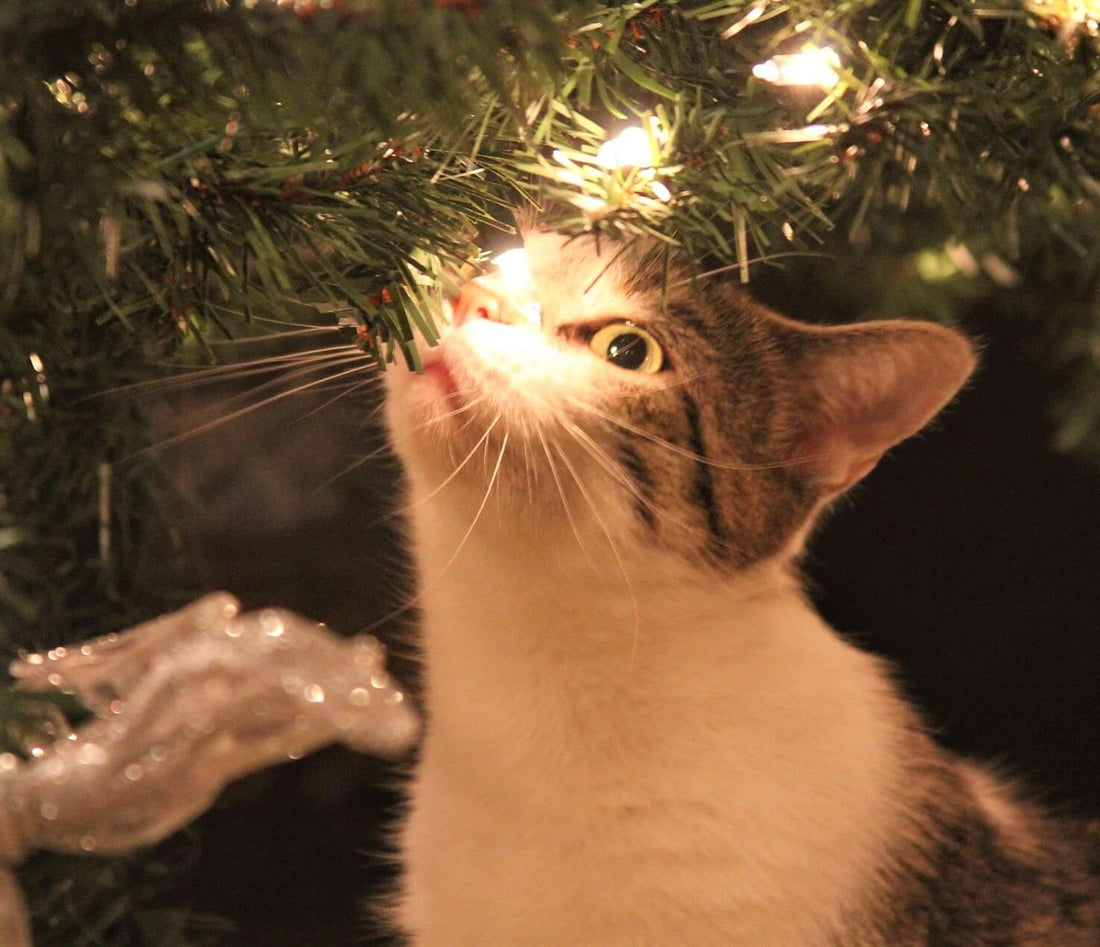 Gatto e Albero di Natale: come rendere la convivenza possibile