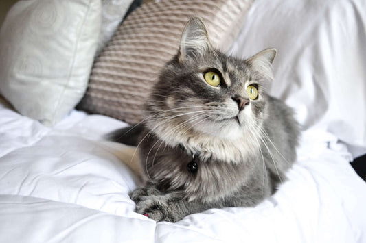 Il gatto perde il pelo? Ecco perché e come fare