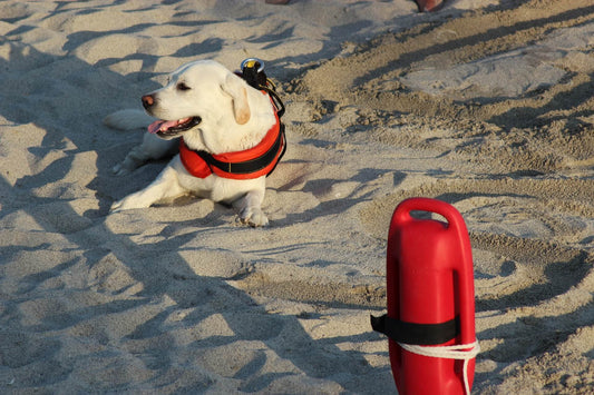 Lavori da Cani utili all’uomo