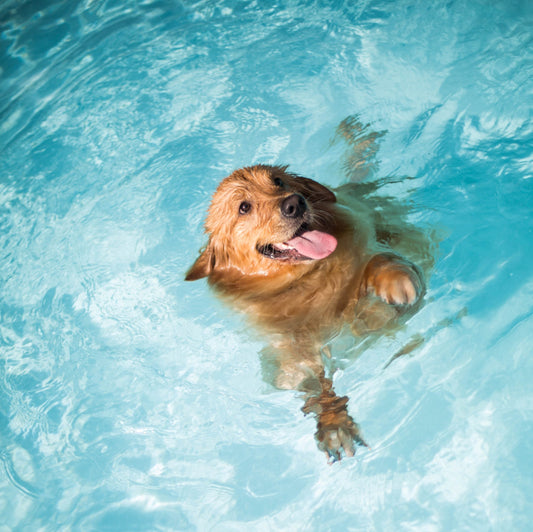 Come proteggere il Cane dal Caldo estivo?