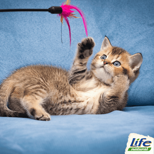 Perché è importante far giocare il gatto, e quali giochi fare in casa?