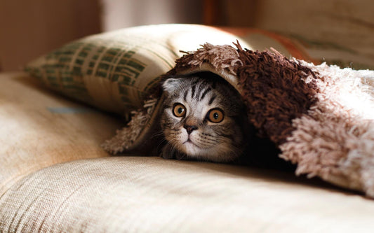 LE PIÙ COMUNI PAURE DEI GATTI E COME AFFRONTARLE