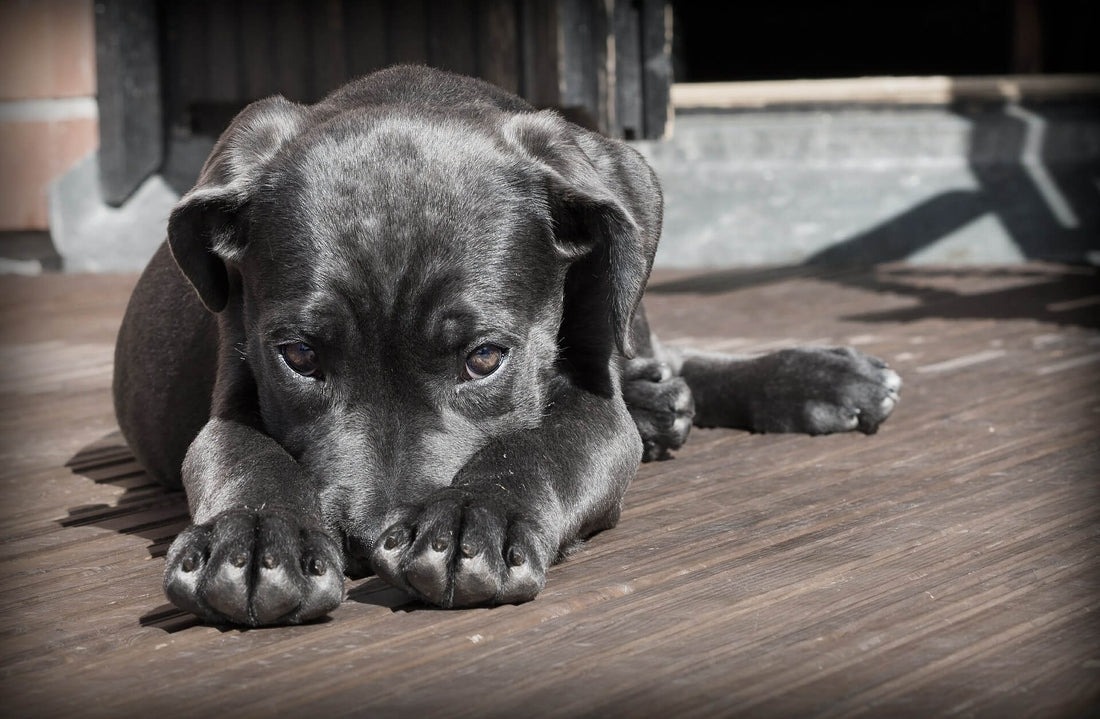 LE MAGGIORI PAURE DEI CANI E COME AFFRONTARLE