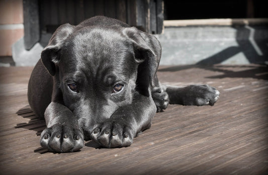 LE MAGGIORI PAURE DEI CANI E COME AFFRONTARLE