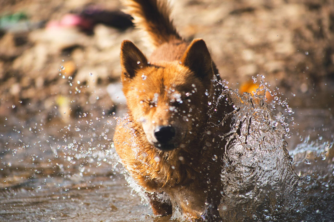 Come insegnare a nuotare al cane