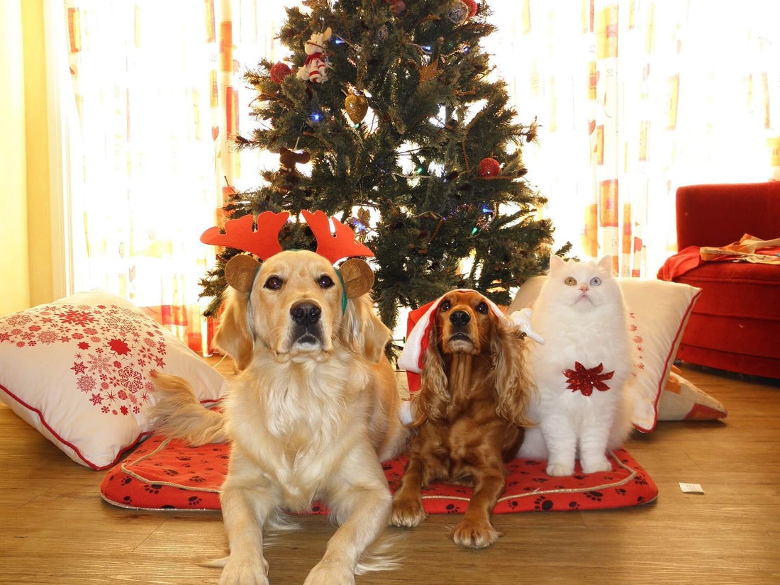 Come passare un bel Natale con il tuo cane o gatto