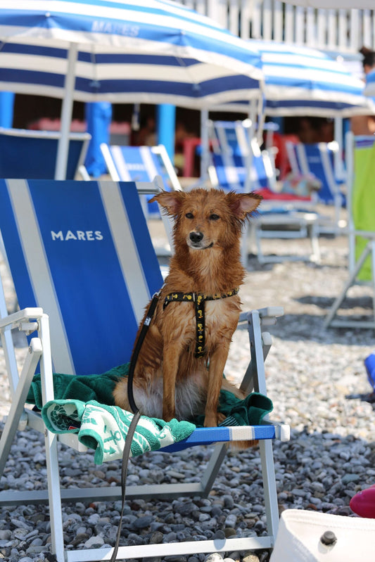 Le spiagge dog-friendly dell’Emilia Romagna