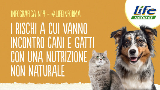 #4 – I RISCHI A CUI VANNO INCONTRO CANI E GATTI CON UNA NUTRIZIONE NON NATURALE