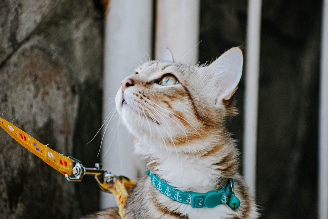 PORTARE IL GATTO FUORI AL GUINZAGLIO: COME FARE E QUALI SONO I VANTAGGI