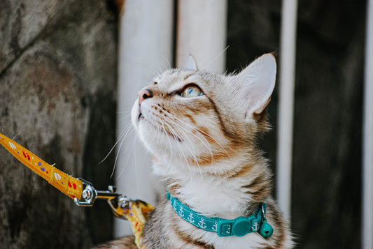PORTARE IL GATTO FUORI AL GUINZAGLIO: COME FARE E QUALI SONO I VANTAGGI