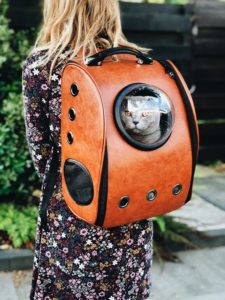 Il gatto in vacanza: consigli utili
