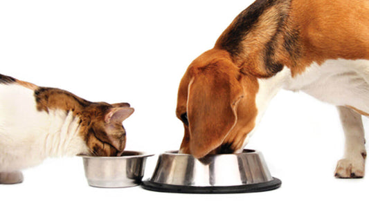Allergie e Intolleranze Alimentari in Cani e Gatti