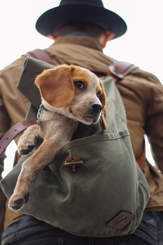 Come organizzare le vacanze con il cane