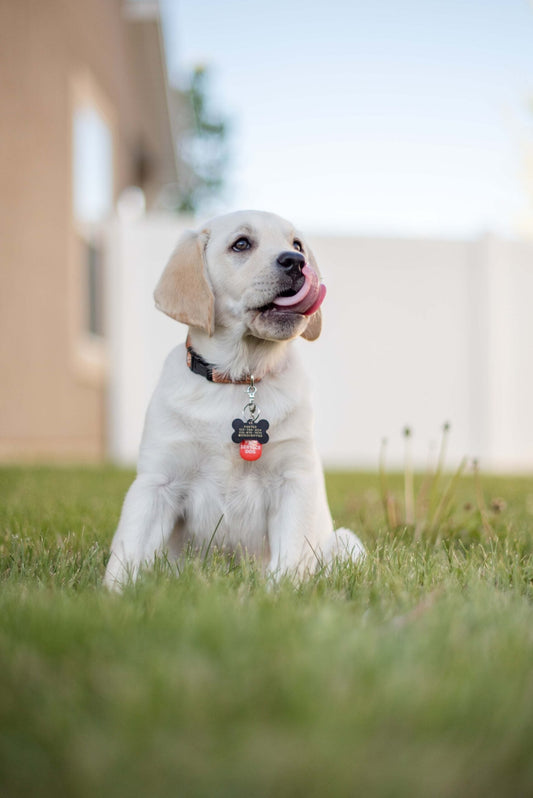 Come insegnare al cane dove fare i bisogni