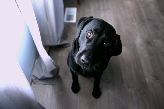 Come intrattenere il cane in casa