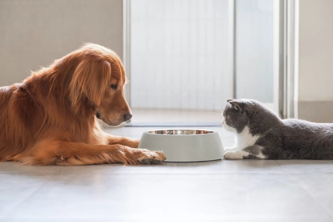 MIX FEEDING.  UNIAMO I VANTAGGI DEGLI ALIMENTI SECCHI E UMIDI PER CANI E GATTI
