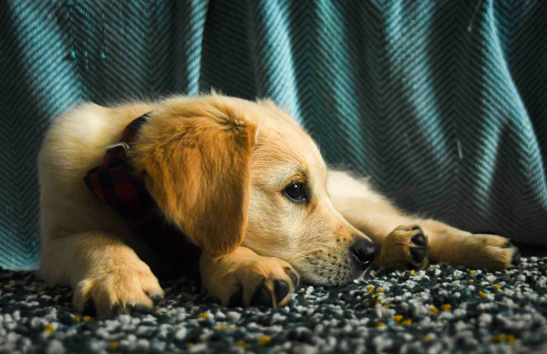 I Cani hanno Memoria? Cosa e come Ricordano?