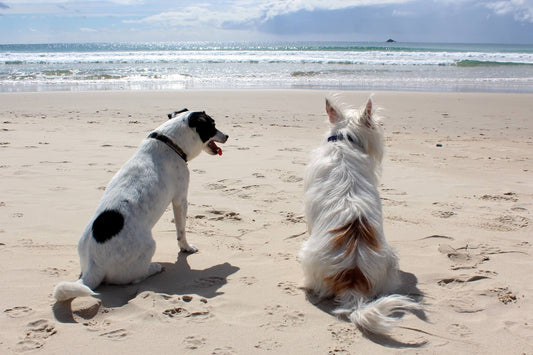 Tosare il Cane con l’arrivo del caldo è giusto o sbagliato?