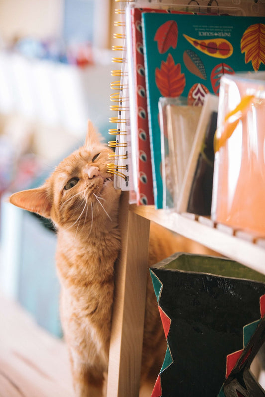 Il comportamento del gatto: la guida