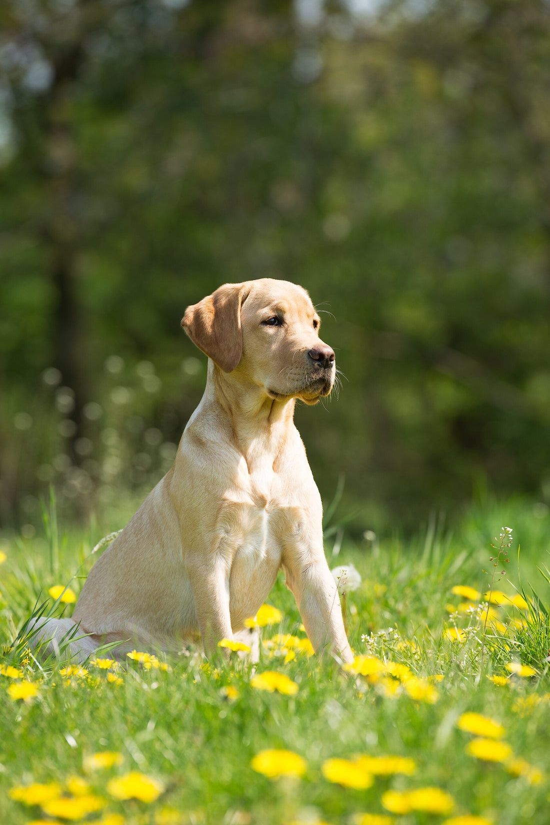 Come preparare il cane alla primavera