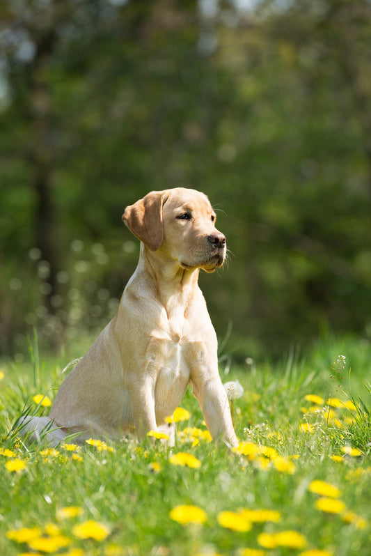 Come preparare il cane alla primavera