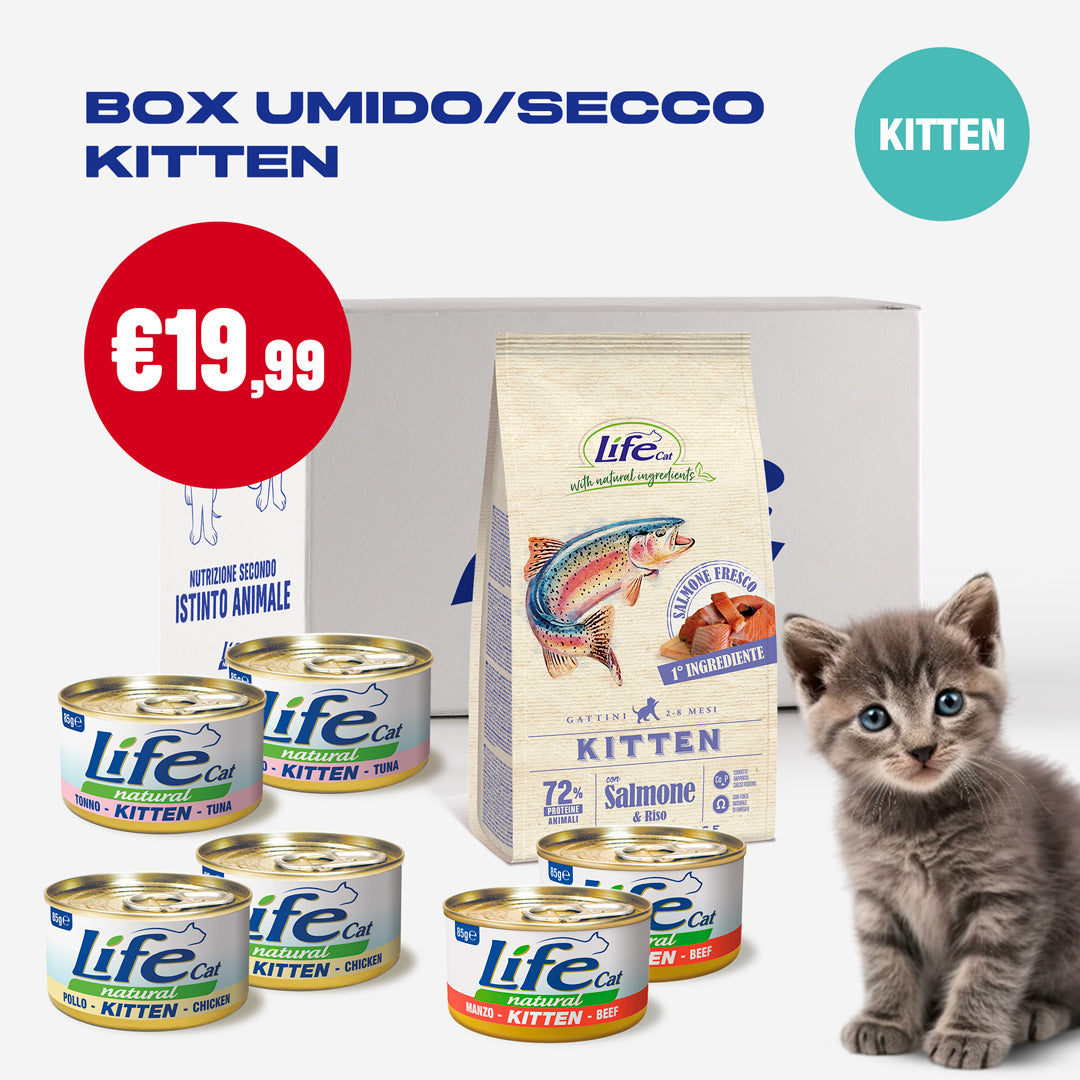 BOX MISTO UMIDO/SECCO KITTEN