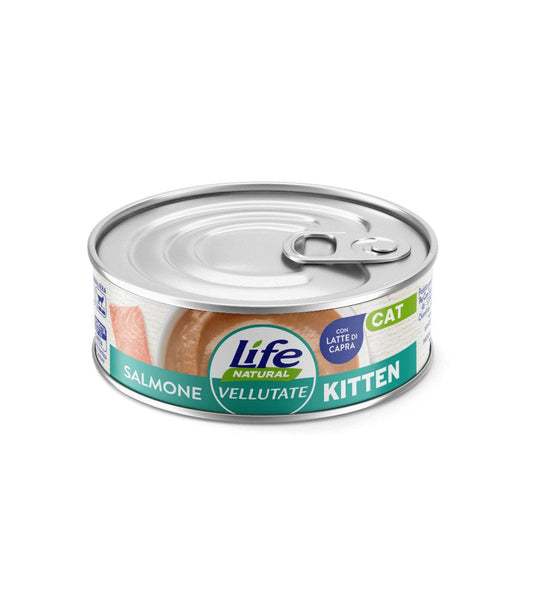 Kitten Salmone