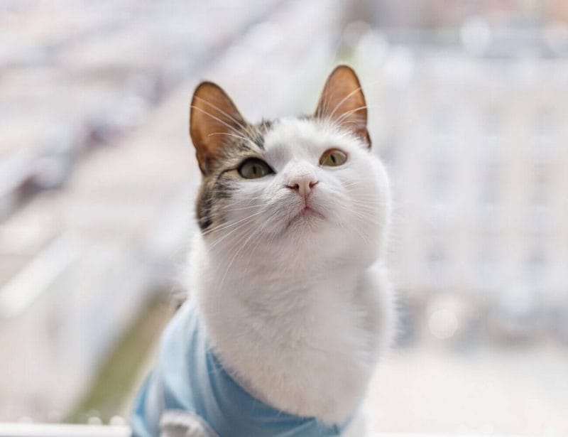 IL GATTO STERILIZZATO: COSA DOBBIAMO SAPERE?