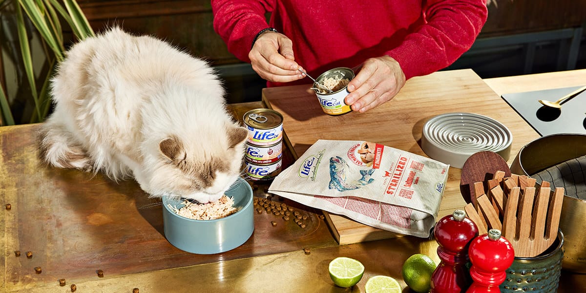 Gatto con cibo secco e umido