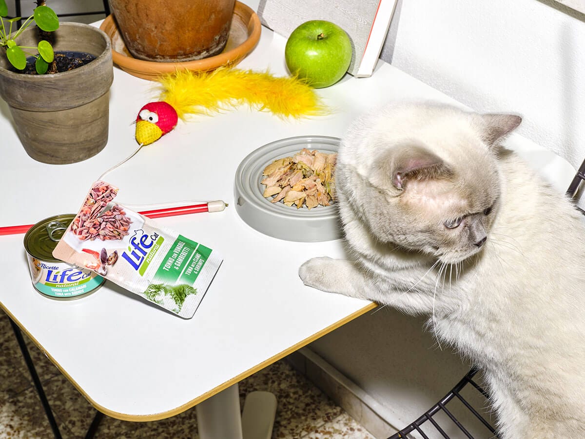 PERCHÉ È UTILE AL GATTO?